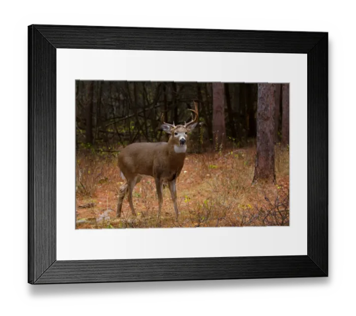 Framed Print : Post Fight - White-tailed deer Framed Print : Post Fight - White-tailed deer