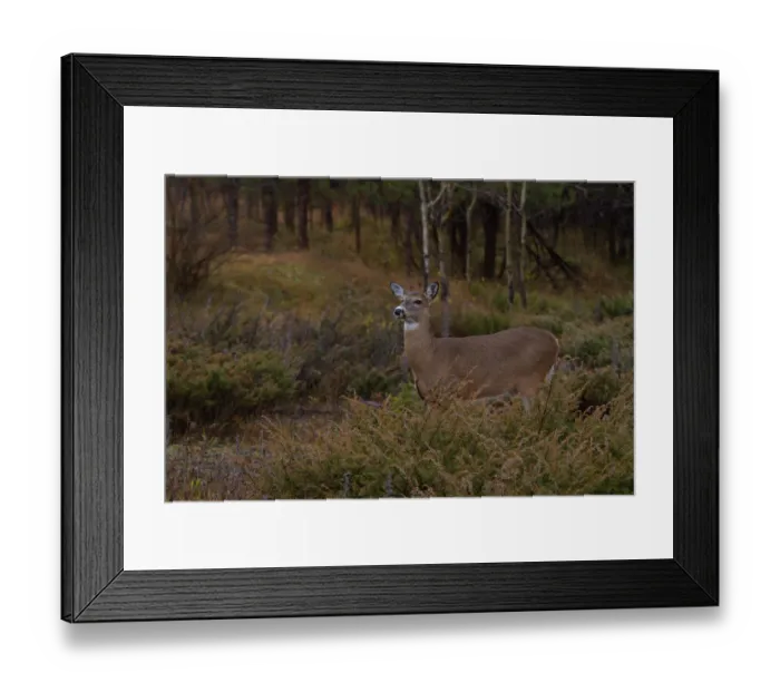 Framed Print : Doe in Dew Framed Print : Doe in Dew