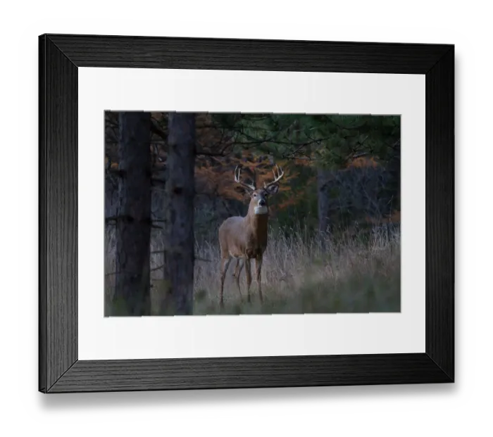 Framed Print : New White-tailed buck Framed Print : New White-tailed buck