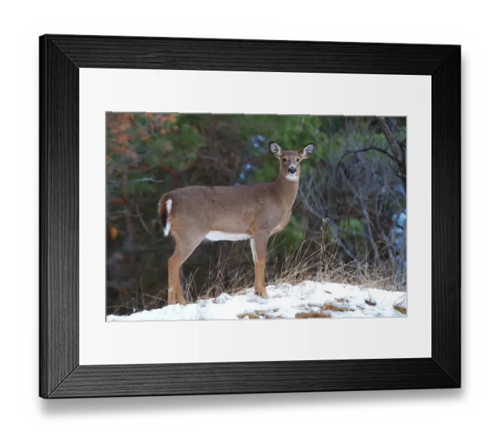 Framed Print : Momma Doe