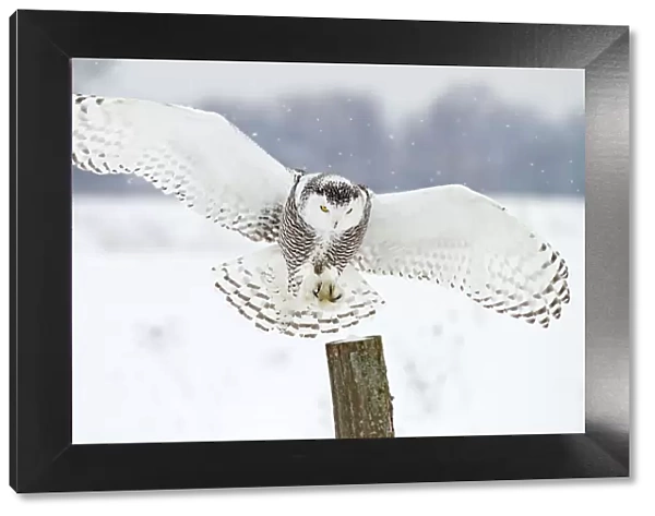 Snowy Owl Landing