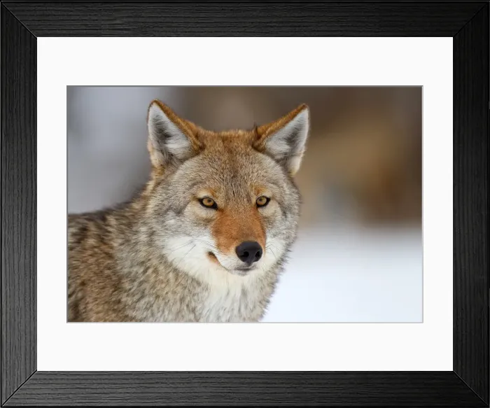 Framed Print : Coyote Portrait