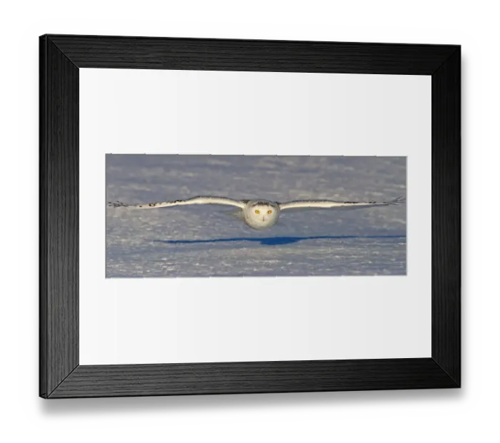 Framed Print : Snowy Owl Glide Framed Print : Snowy Owl Glide