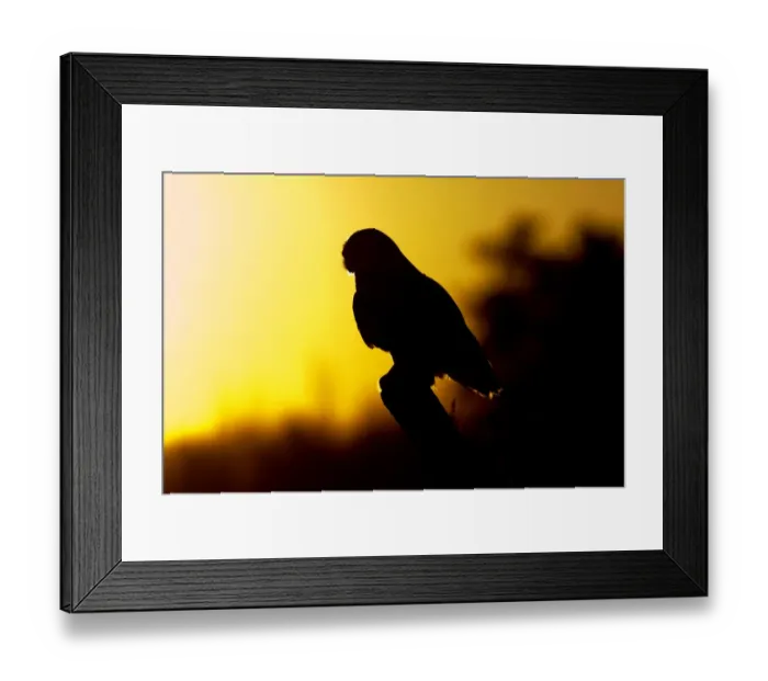 Framed Print : Snowy Owl Silhouette Framed Print : Snowy Owl Silhouette
