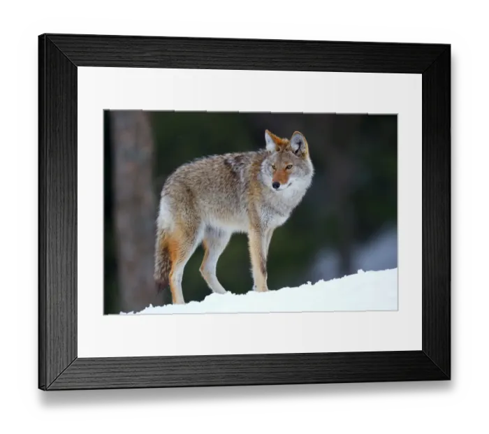 Framed Print : Coyote Framed Print : Coyote
