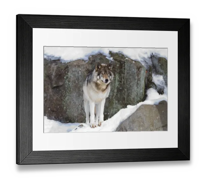 Framed Print : Timber Wolf on Guard Framed Print : Timber Wolf on Guard
