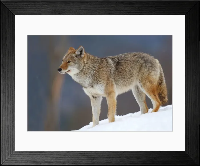 Framed Print : Coyote on Hill Framed Print : Coyote on Hill