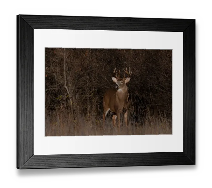 Framed Print : White-tailed buck Framed Print : White-tailed buck