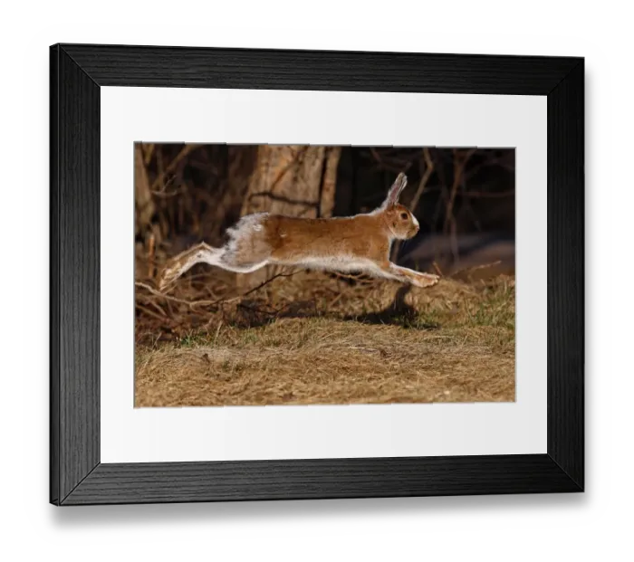 Framed Print : Running rabbit Framed Print : Running rabbit