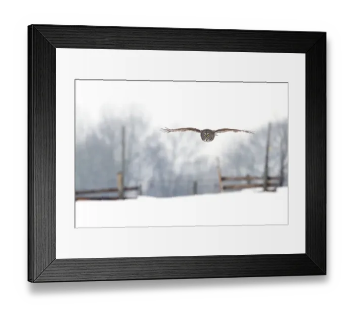 Framed Print : Great grey over a farm