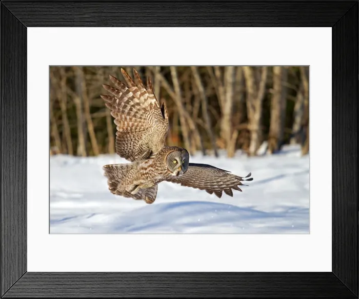 Framed Print : Great grey flies over a snowfield Framed Print : Great grey flies over a snowfield