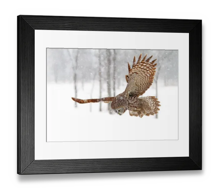 Framed Print : Prey is spotted Framed Print : Prey is spotted