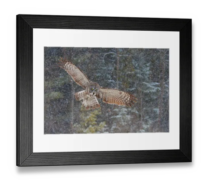 Framed Print : Great Grey Owl in flight Framed Print : Great Grey Owl in flight