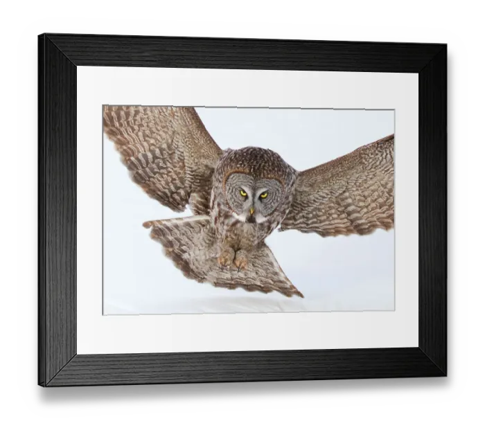 Framed Print : Big owl Framed Print : Big owl