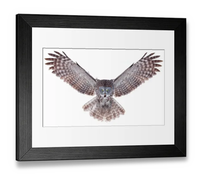 Framed Print : Power. Great grey owl