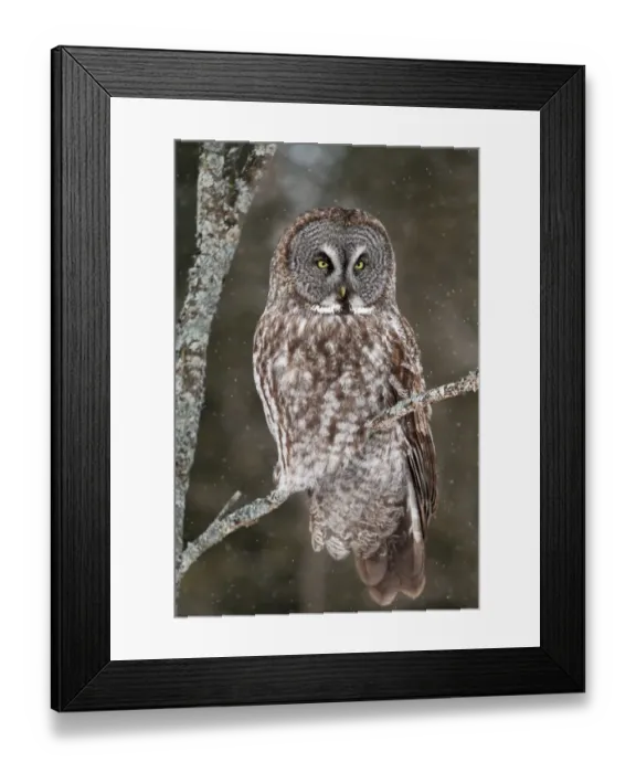 Framed Print : The Hunter Framed Print : The Hunter