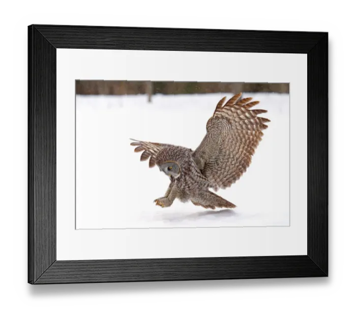 Framed Print : In for the kill Framed Print : In for the kill