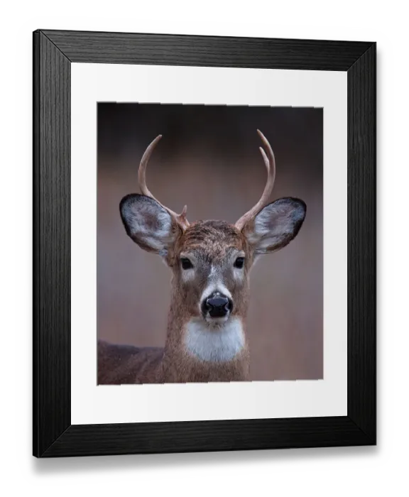 Framed Print : Prince - White-tailed deer Framed Print : Prince - White-tailed deer