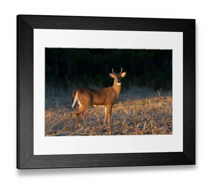 Framed Print : Golden Hour Buck