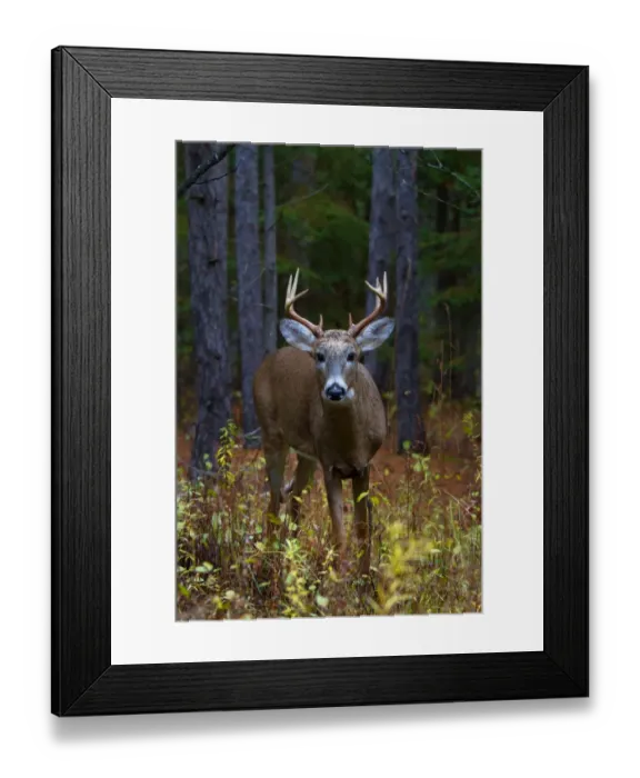 Framed Print : Curious Prince - White tailed deer, Ottawa