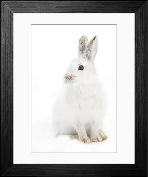 Framed Print : Bunny Pose - Snowshoe hare Framed Print : Bunny Pose - Snowshoe hare