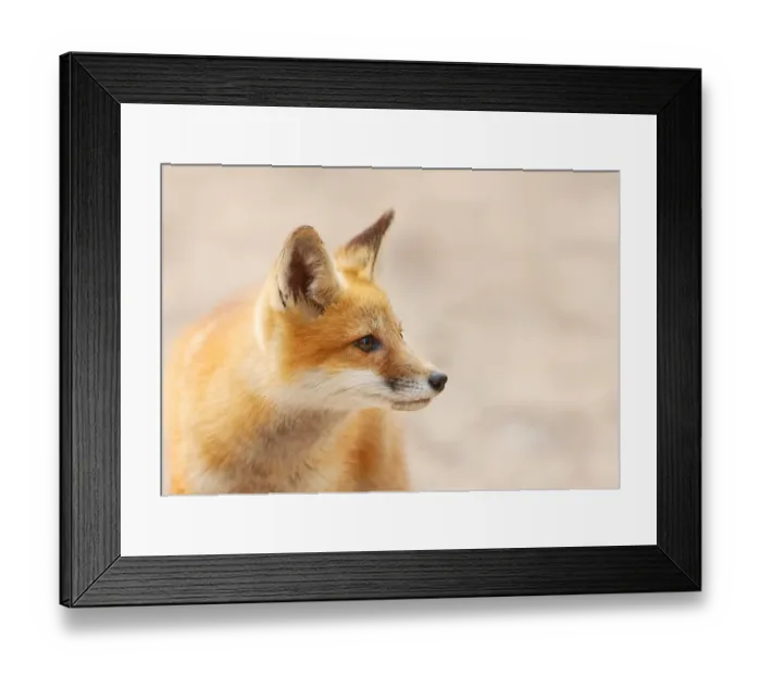 Framed Print : Red Fox. Driving through I came upon this kit fox who just wanted to play Framed Print : Red Fox. Driving through I came upon this kit fox who just wanted to play