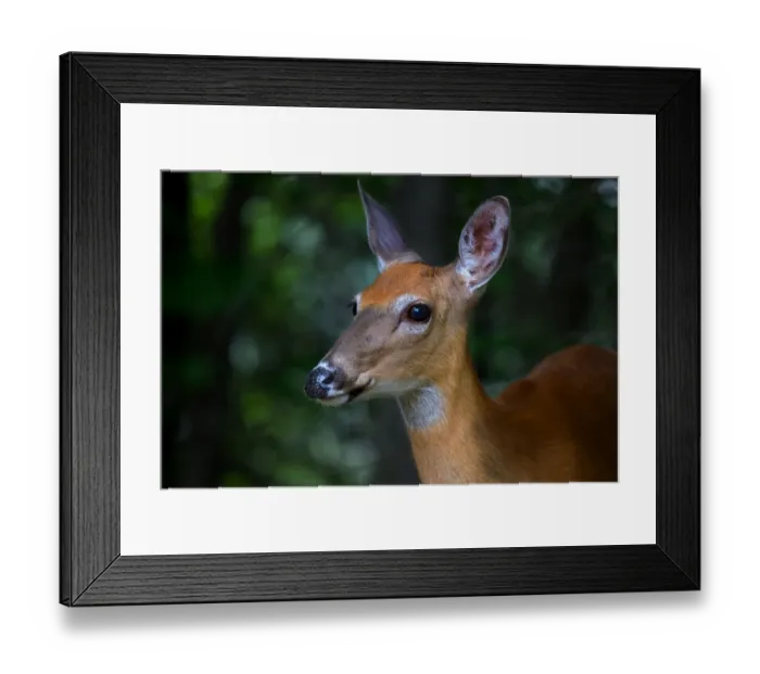 Framed Print : From out of the woods Framed Print : From out of the woods