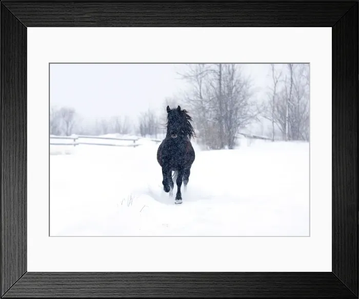 Framed Print : Dashing through the snow Framed Print : Dashing through the snow