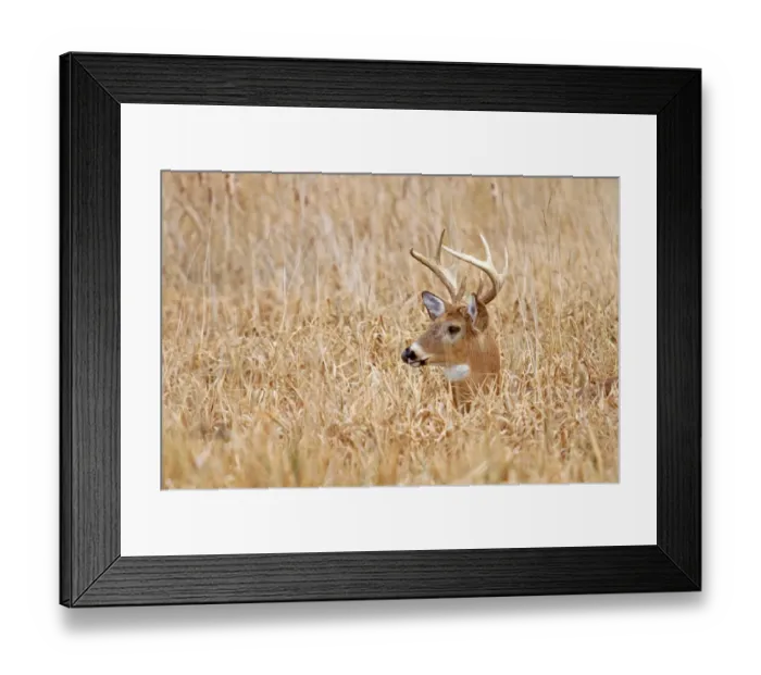 Framed Print : Marsh Buck Framed Print : Marsh Buck
