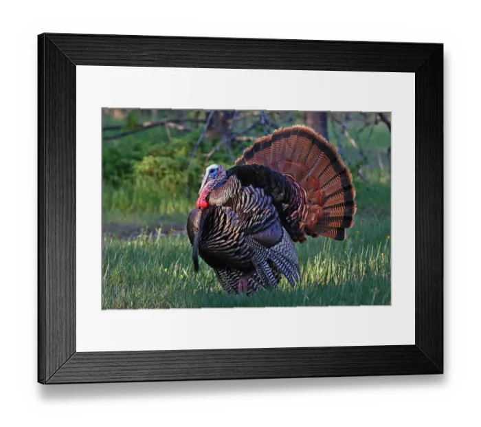 Framed Print : Tom Turkey2 Framed Print : Tom Turkey2