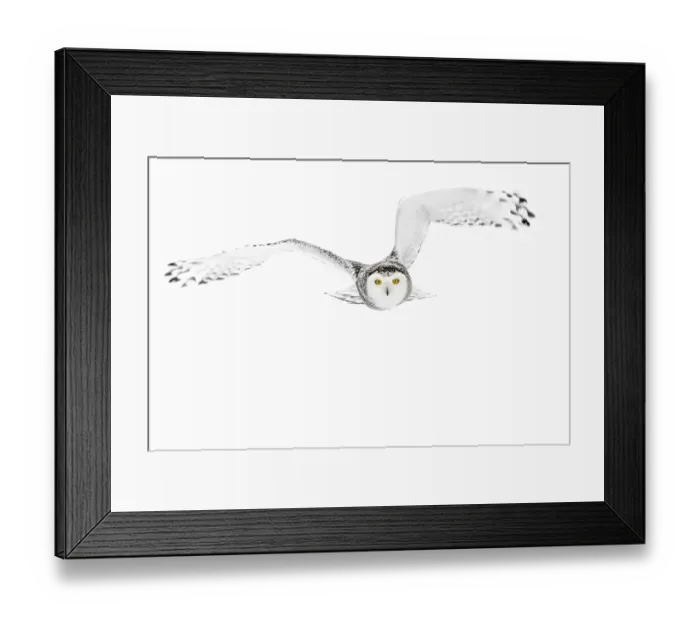 Framed Print : Eyes on the prize Framed Print : Eyes on the prize