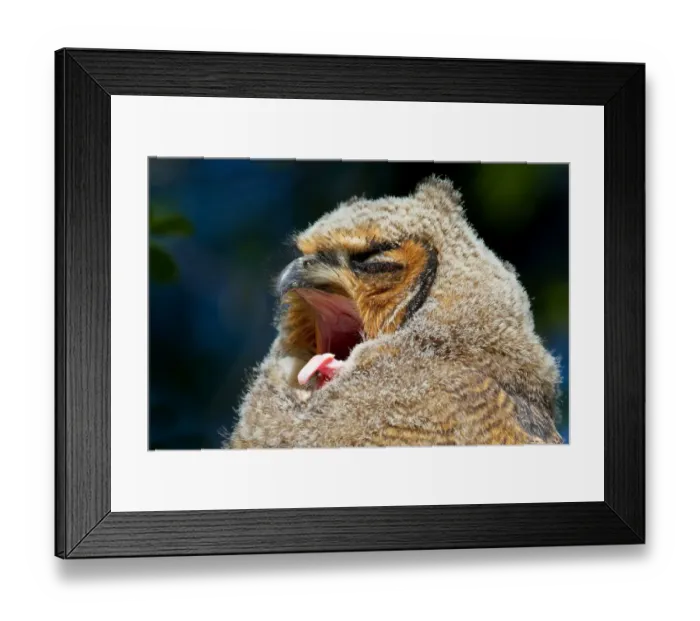 Framed Print : Nap time - Great Horned Owlet Framed Print : Nap time - Great Horned Owlet