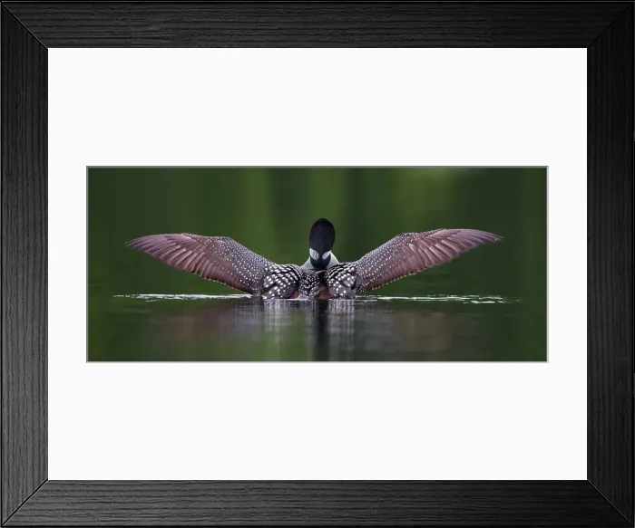 Framed Print : Wings. Common loon stretches her wings