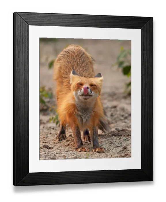 Framed Print : Momma gotta stretch Framed Print : Momma gotta stretch