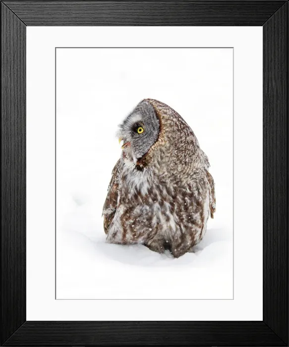 Framed Print : Call of the wild Framed Print : Call of the wild