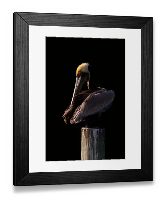 Framed Print : Pelican at Sunset