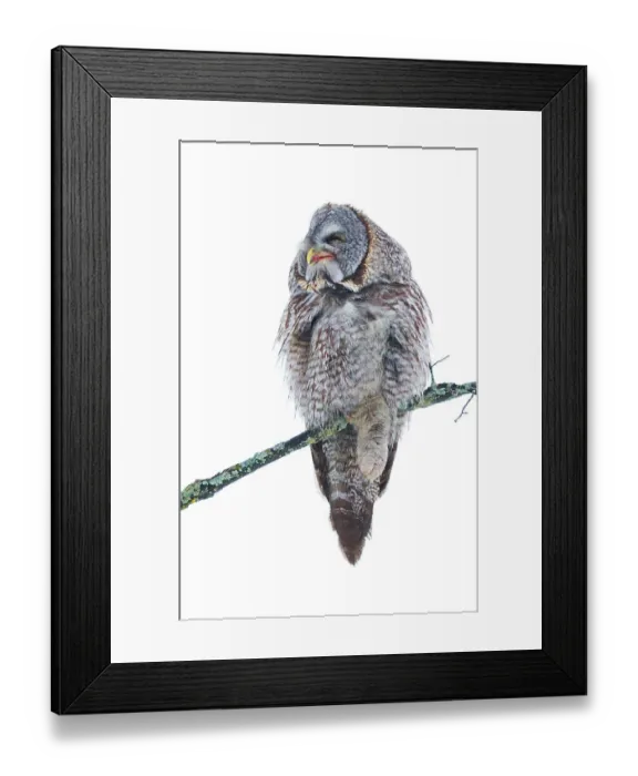 Framed Print : Just Chillin Framed Print : Just Chillin