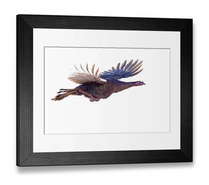 Framed Print : On the wings of a Turkey Framed Print : On the wings of a Turkey