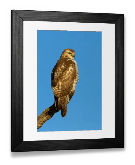 Framed Print : The Surveyor