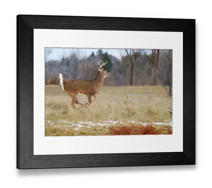 Framed Print : Buck on the run Framed Print : Buck on the run