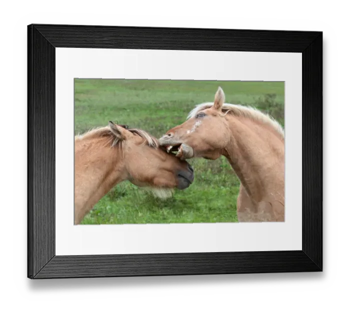 Framed Print : Ahhhhh... thats the spot Framed Print : Ahhhhh... thats the spot