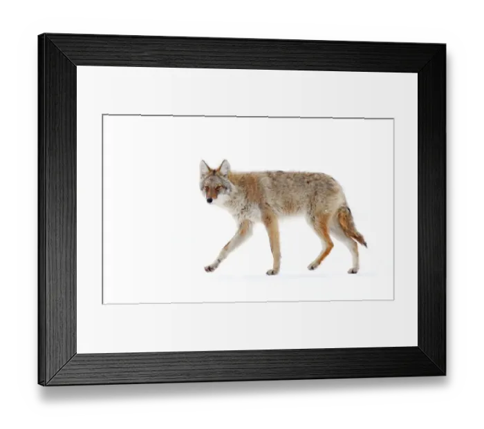 Framed Print : Coyote. Driving around the countryside for hours Framed Print : Coyote. Driving around the countryside for hours