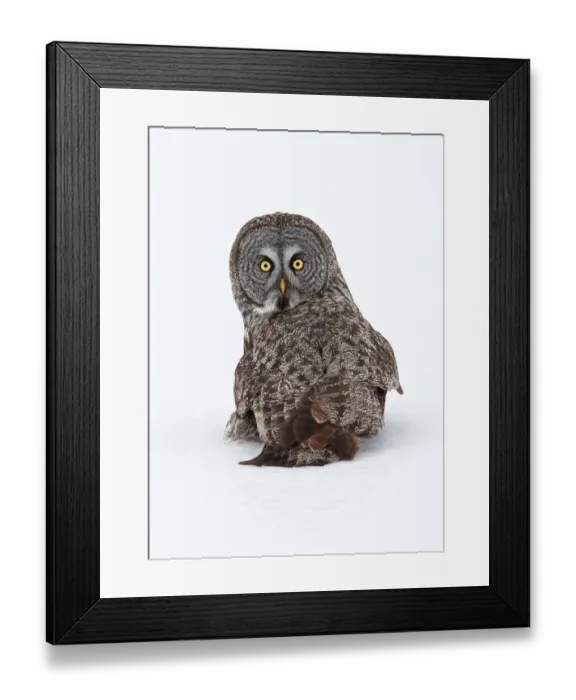 Framed Print : Great Grey Framed Print : Great Grey
