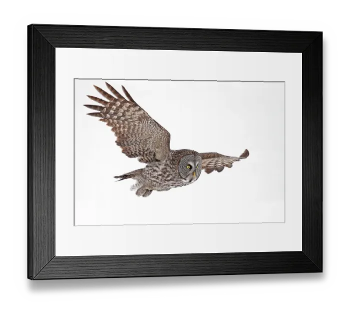 Framed Print : Great Grey Flyby