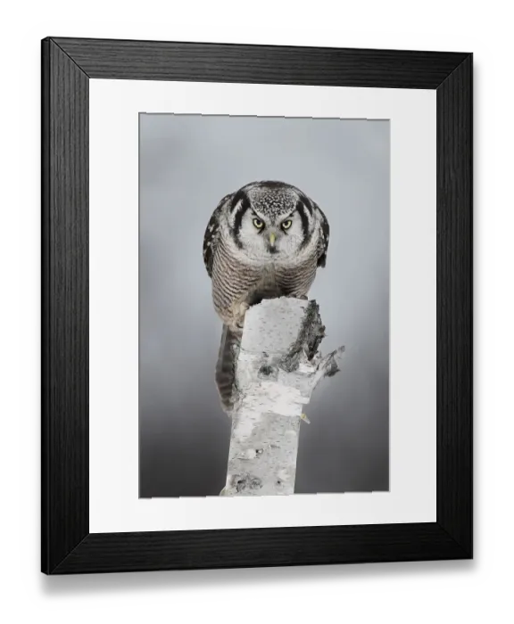 Framed Print : Northern Hawk-Owl