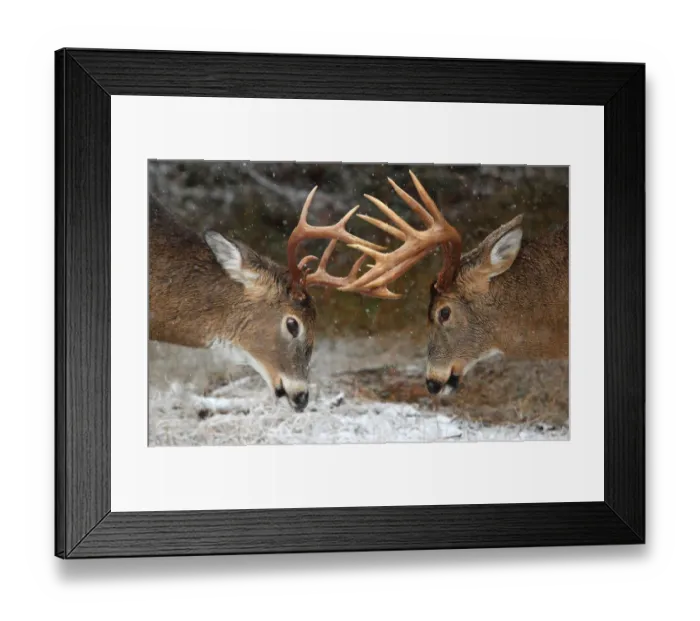 Framed Print : Clash of the Titans - White tailed deer Framed Print : Clash of the Titans - White tailed deer