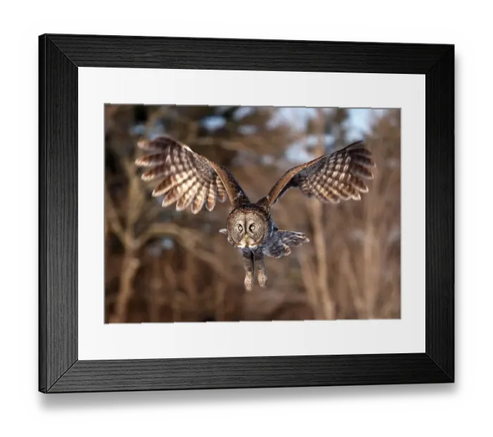 Framed Print : Great Gray Owl swoops down Framed Print : Great Gray Owl swoops down