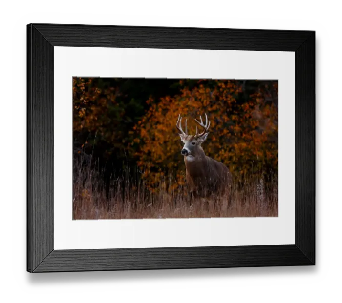 Framed Print : Big Buck in fall - White tailed deer