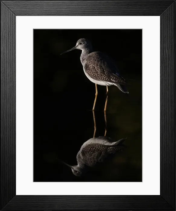 Framed Print : Greater Yellowlegs reflects Framed Print : Greater Yellowlegs reflects