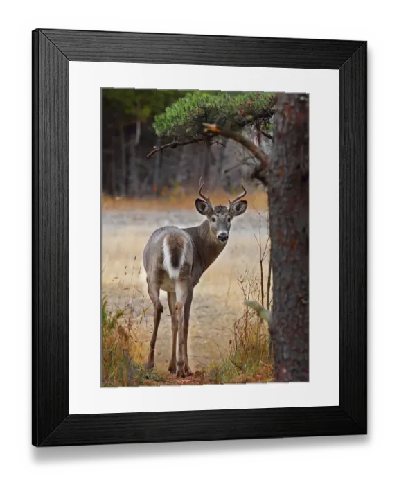 Framed Print : White tailed deer Framed Print : White tailed deer